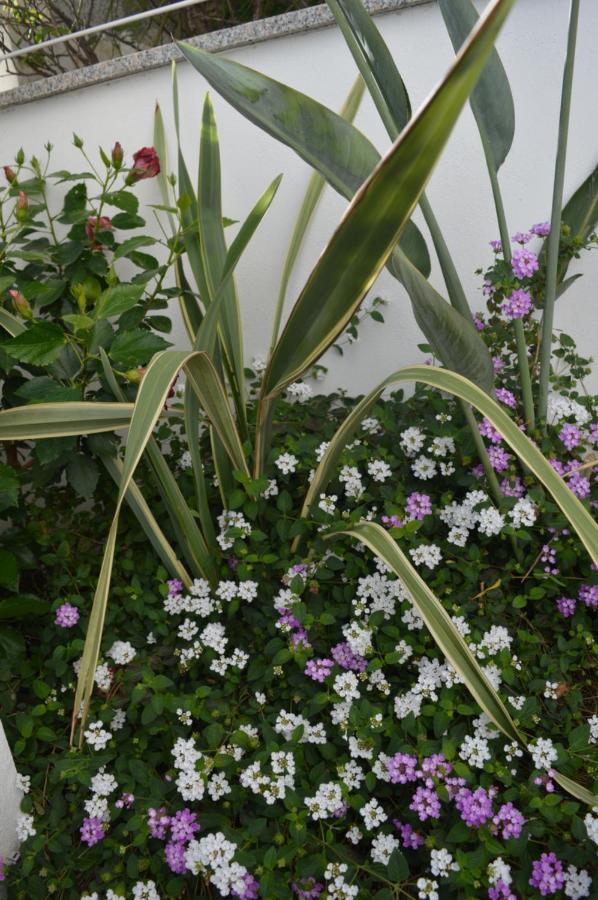 Bed And Breakfast Villa Tota Καταντζάρο Εξωτερικό φωτογραφία